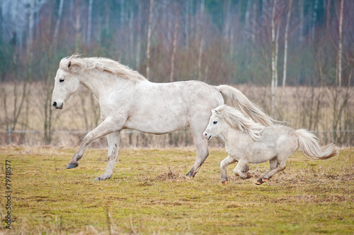 White horse and white shetland pony running on the pasture