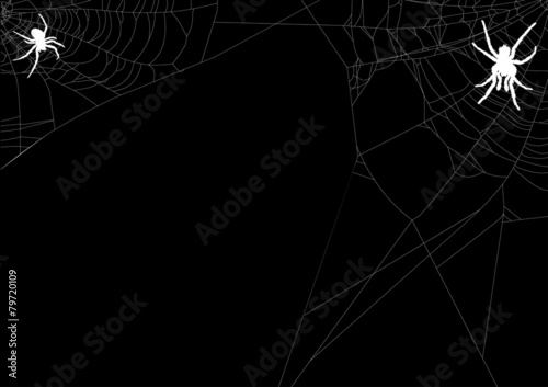 two spiders in white web corners