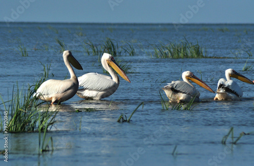 Pelicans in the Danube delta © salajean