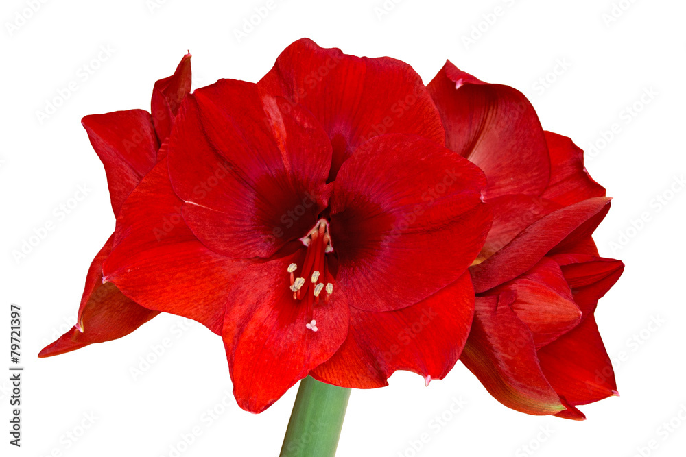 Ritterstern - Amaryllis Ritterstern - Amaryllis