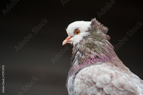 Beautiful bred pigeon portrait in farm © Szabolcs Csehak