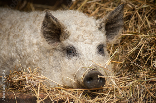 Hungarian breed mangalica pig close up portrait photo