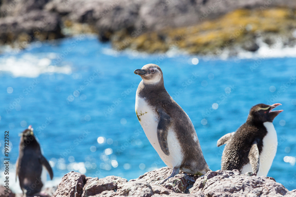 Fototapeta premium Penguin