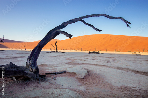 dry tree on a dry lake Sossusvlei