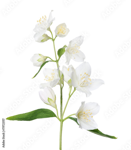 isolated beautiful spring jasmine branch