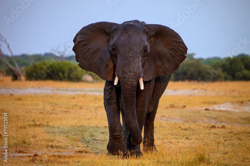 adult bull elephant Loxodonta africana #79723514
