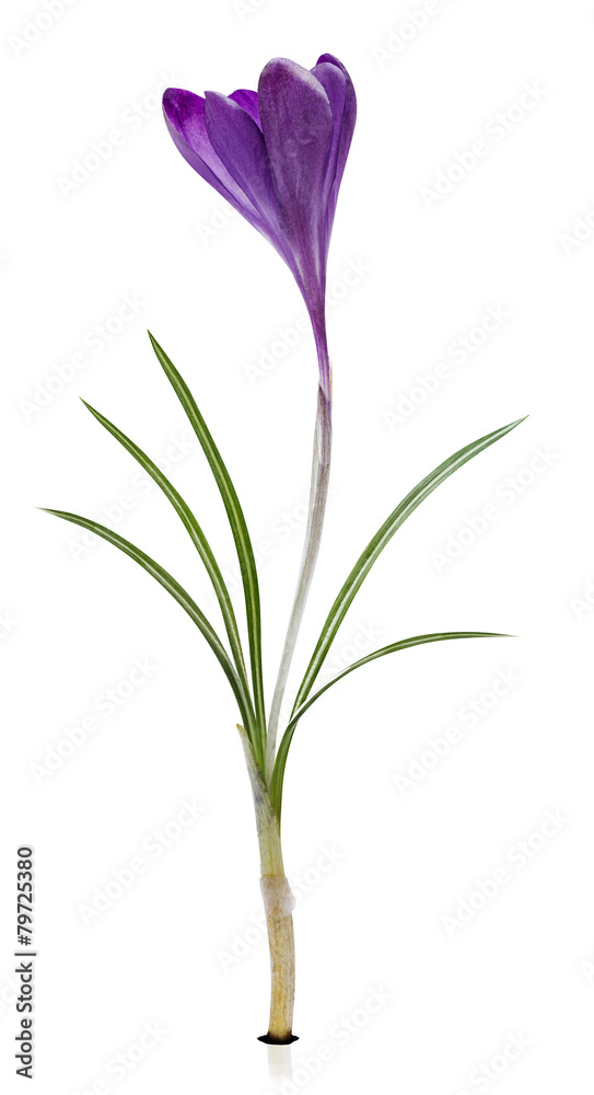 Crocus Crocus