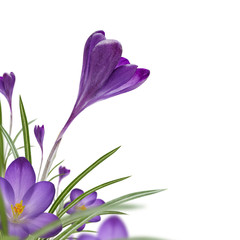 Crocus Corner