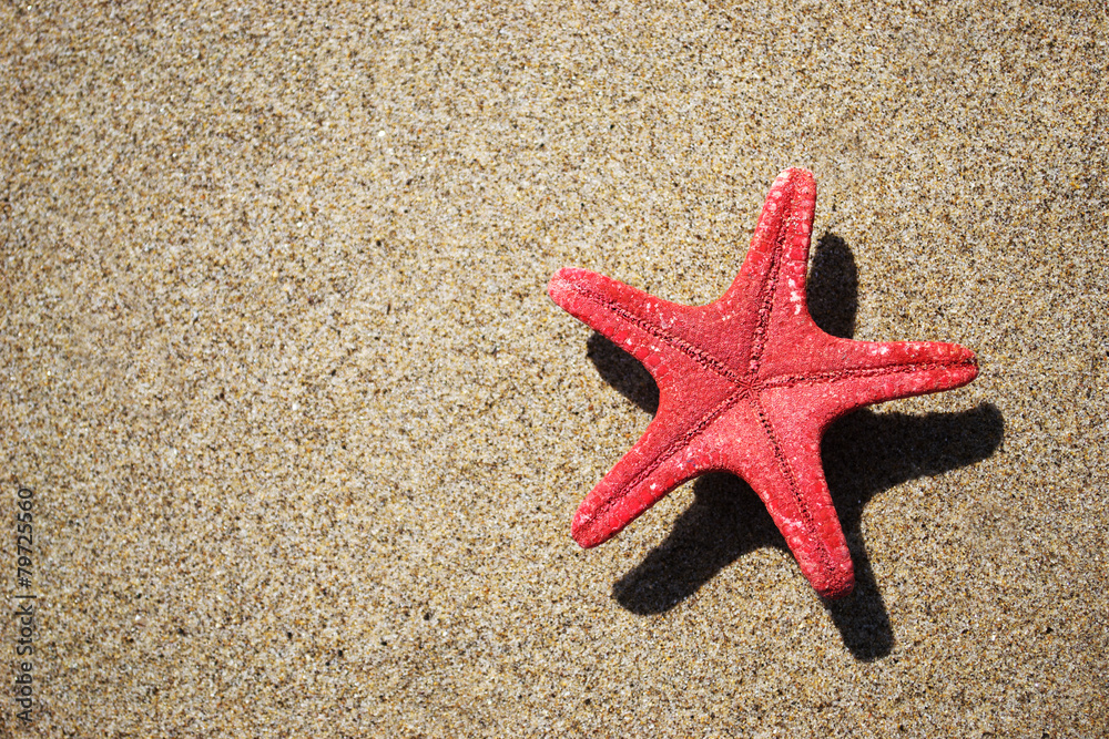 red starfish and shadow on the sand red starfish and shadow on the sand