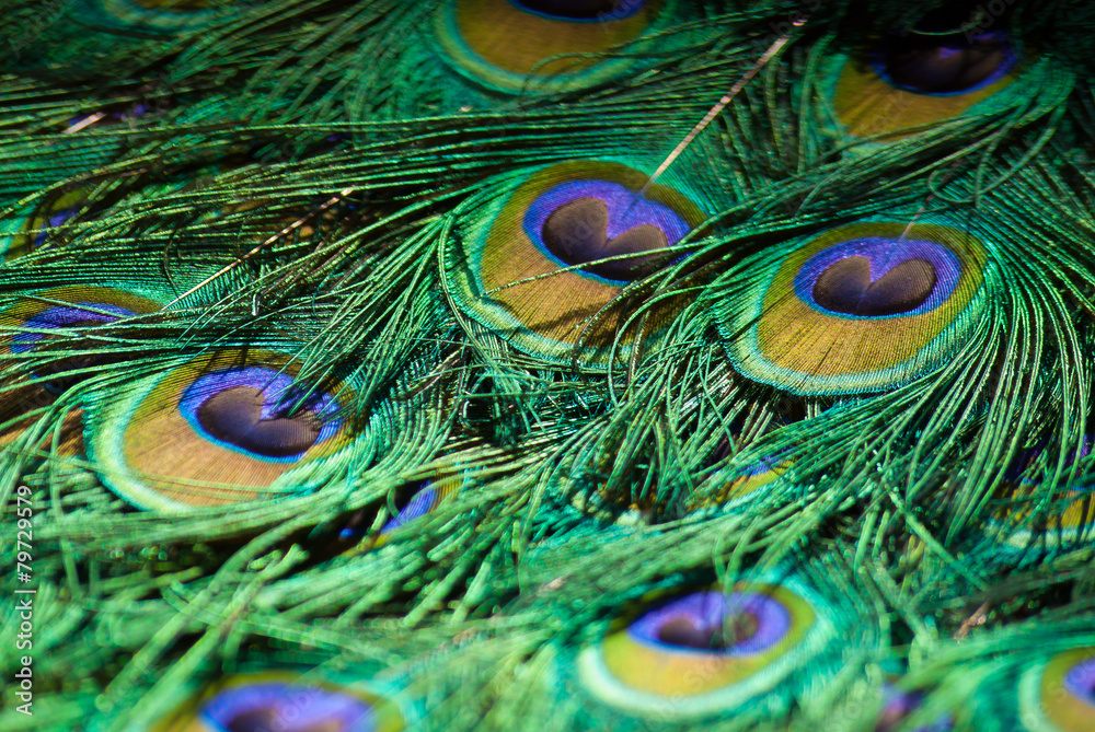 Fototapeta premium Beautiful colorful bright azure green purple peacock feathers