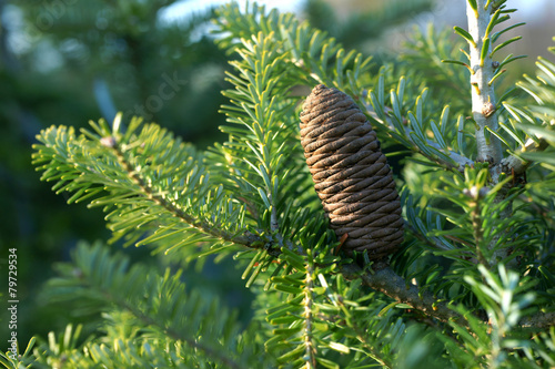 Abies koreana young cone