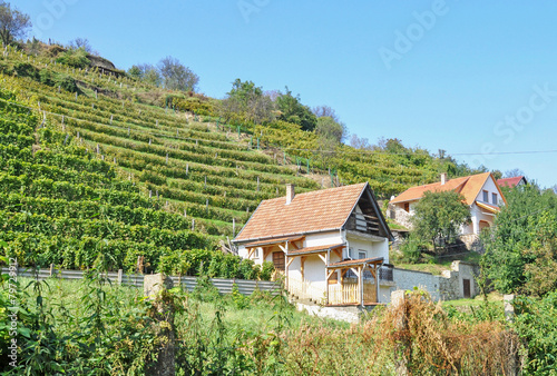 Принти на полотні Vineyards in the hill-side near Tokaj city, Hungary