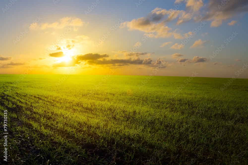 art spring field, sunrise and blue sky