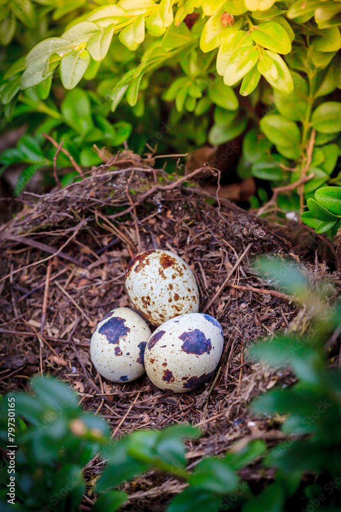 Fototapeta premium Three quail eggs