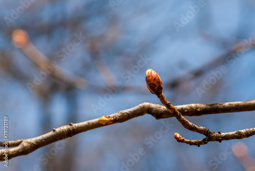 Sprouting firstling little colorful spring buds opens on tree bough on blue sky background photo