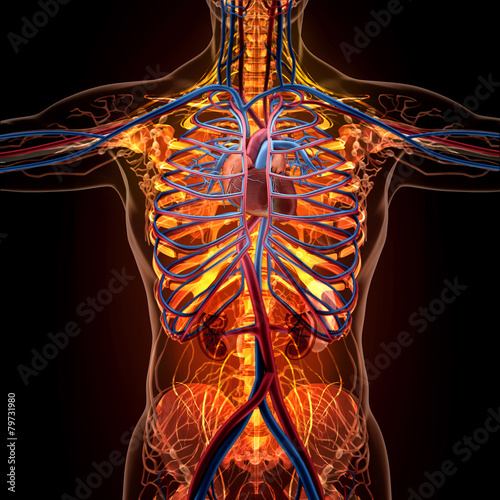 Vászonkép Anatomy of human organs in x-ray view
