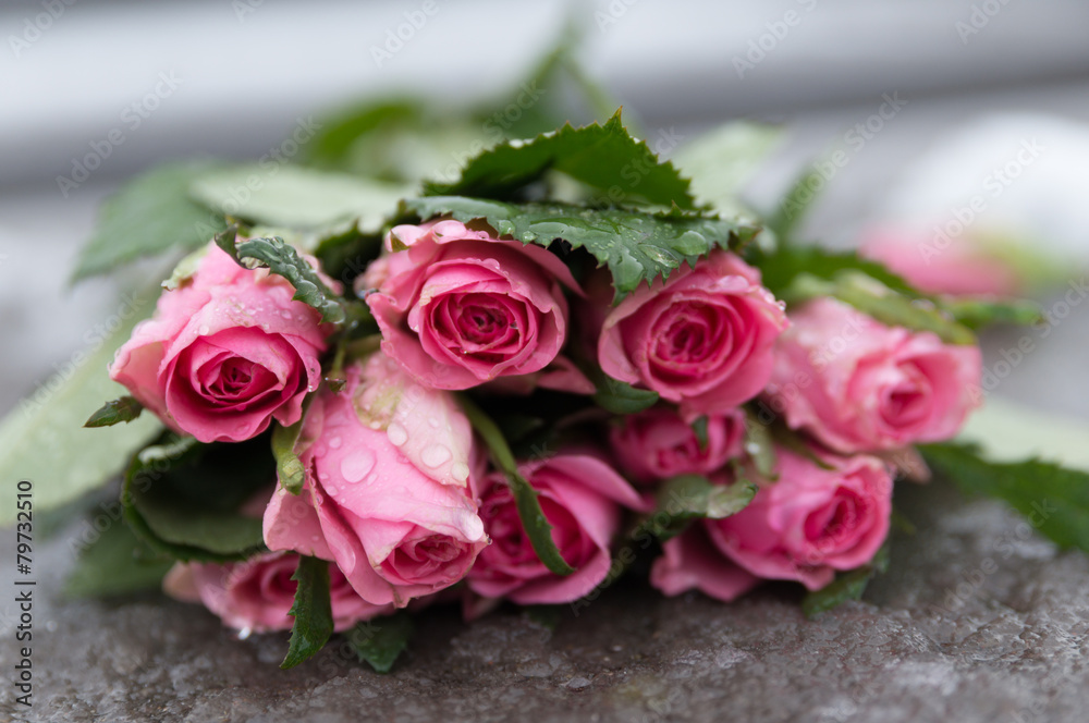 Rosen wunderschön Rosen wunderschön