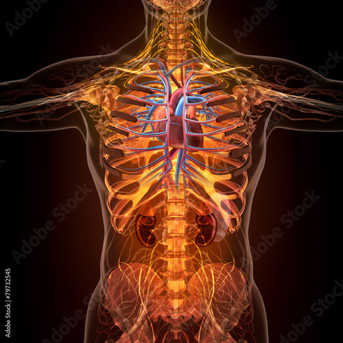 Anatomy of human organs in x-ray view