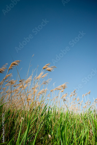 Dry summer reeds on the edge of the moorland with clear blue sky background