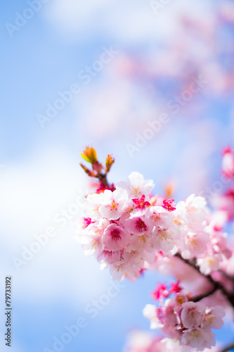 寒桜と青空