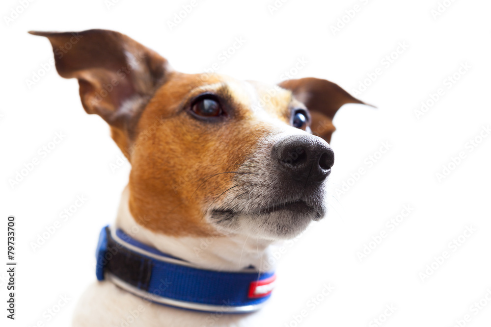 jack russell portrait jack russell portrait