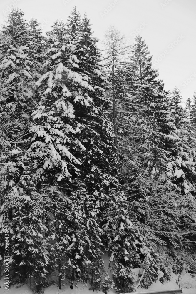 mountain with snow and trees in winter