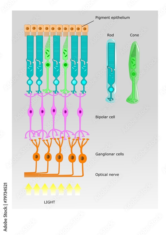 Vettoriale Stock meccanismo della visione Adobe Stock