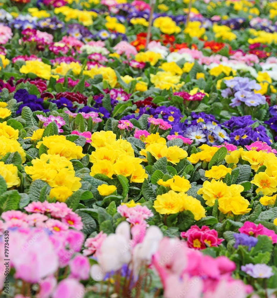many Primroses in the garden of the villa many Primroses in the garden of the villa