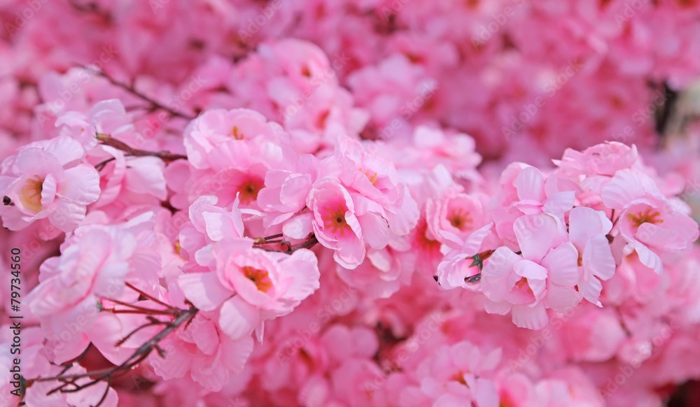 Obraz premium pink flowers of a peach tree in spring