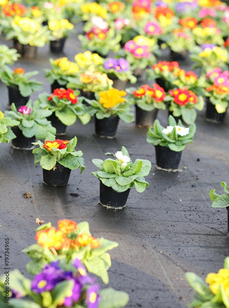 series of Primroses and VIOLETS for sale in the greenhouse in sp