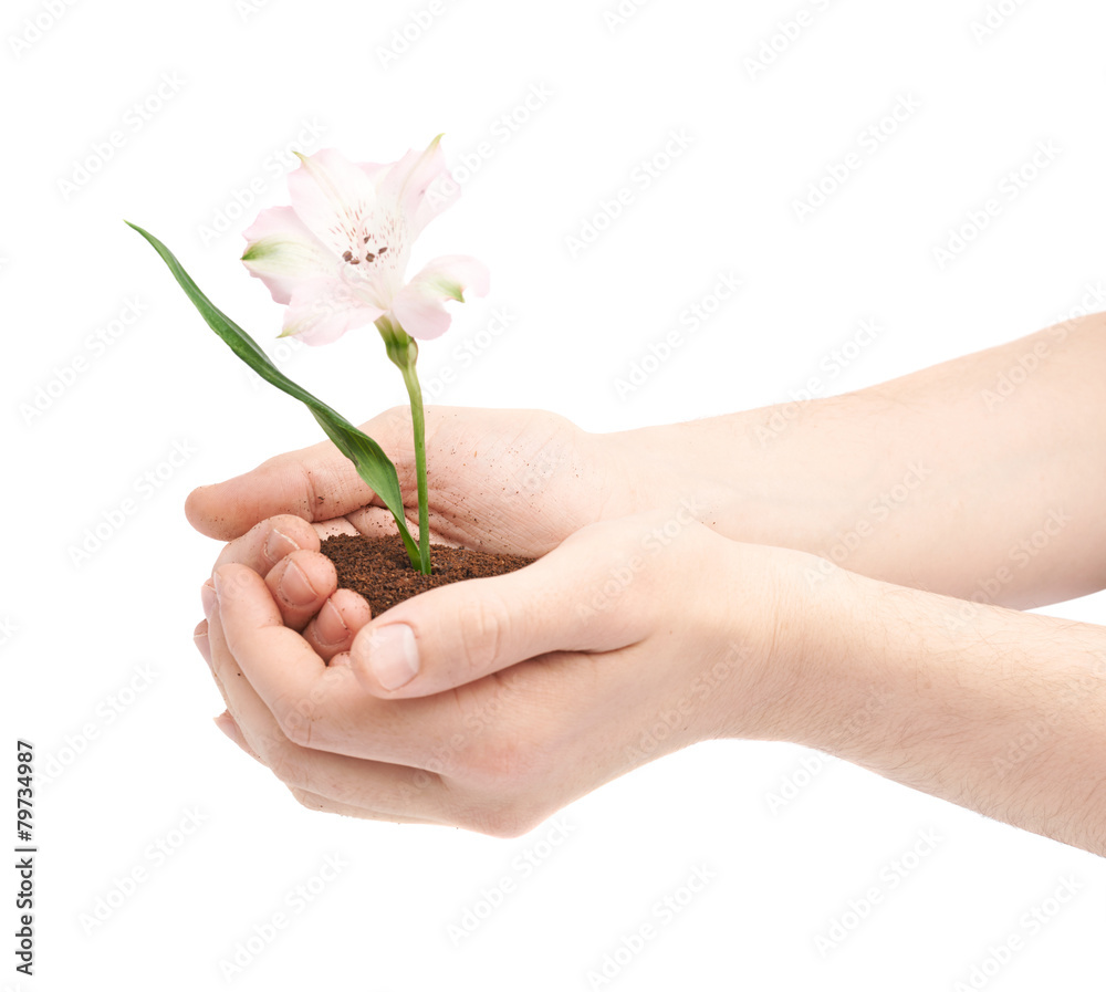Two hands holding a flower in handful of ground Two hands holding a flower in handful of ground