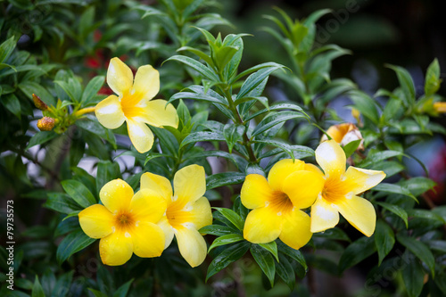 Group of yellow allamanda flowers photo