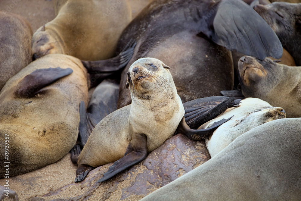 Fototapeta premium colonies Brown fur seal,Cape cros, Namibia