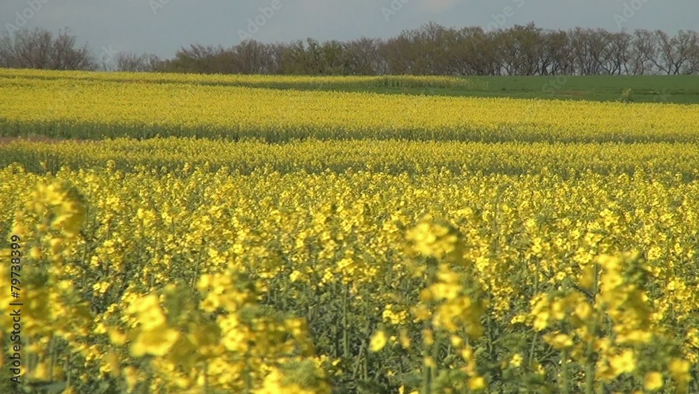Yellow rape blossoms in the wind 03 Yellow rape blossoms in the wind 03