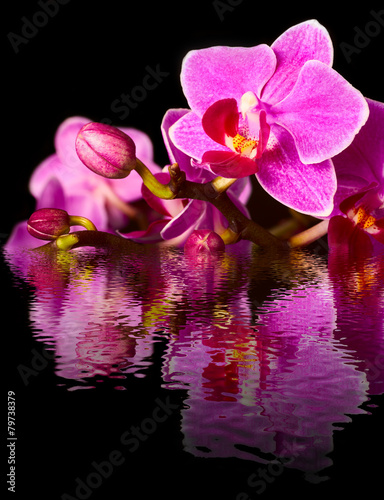 Fototapeta Naklejka Na Ścianę i Meble -  beautiful pink orchid flower background reflected in water