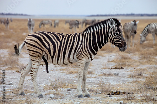 Equus burchelli antiquorum   Damara zebra