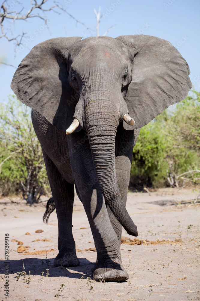 Fototapeta premium African elephant,in Etosha National Park in Namibia