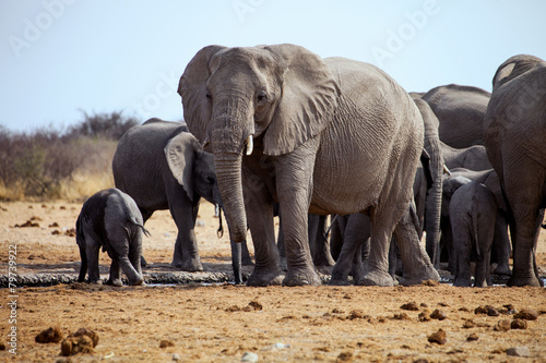 African elephant,in Etosha National Park in Namibia