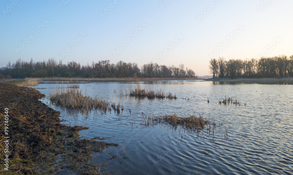 Reed along the shore of a lake at dawn