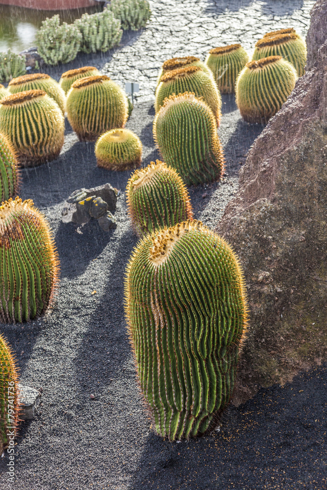 pile of Echinocactus grusonii, cactus typical of southern hemis pile of Echinocactus grusonii, cactus typical of southern hemis