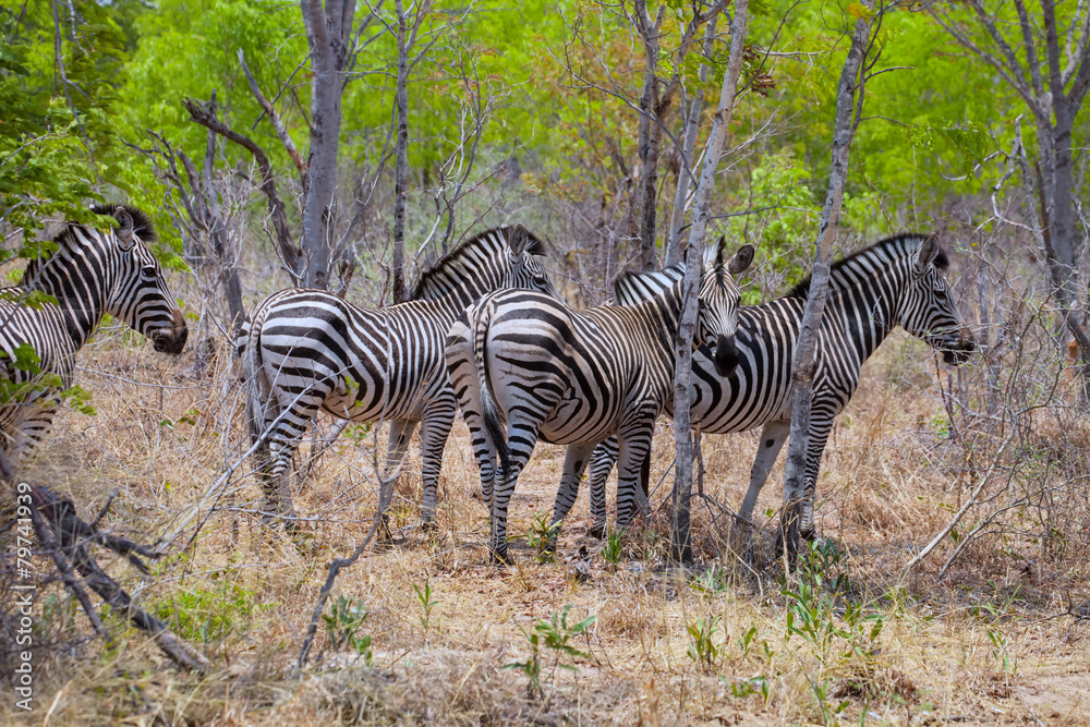 plains zebra, Equus quagga, Zimbabwe plains zebra, Equus quagga, Zimbabwe