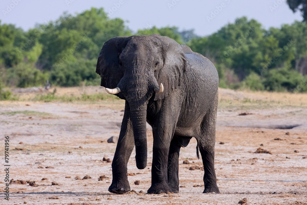 male African elephant,Hwange National Park, Zimbawe