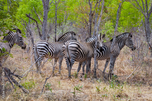 plains zebra, Equus quagga, Zimbabwe