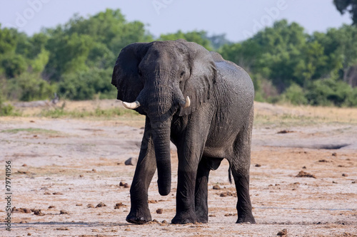 male African elephant Hwange National Park  Zimbawe