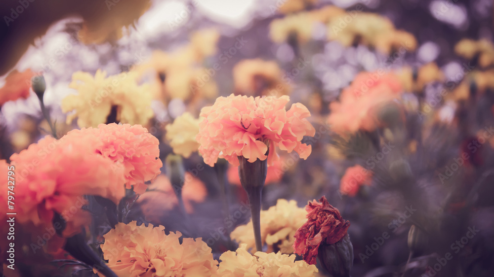 Marigold Marigold