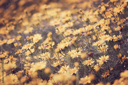 Floral background © panya7