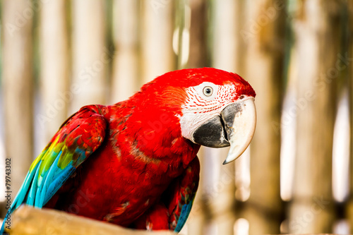 macaw in chiangmai nightsafari, chiangmai Thailand photo