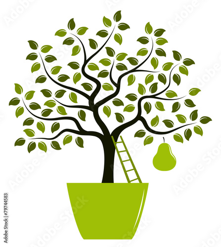 pear tree in pot