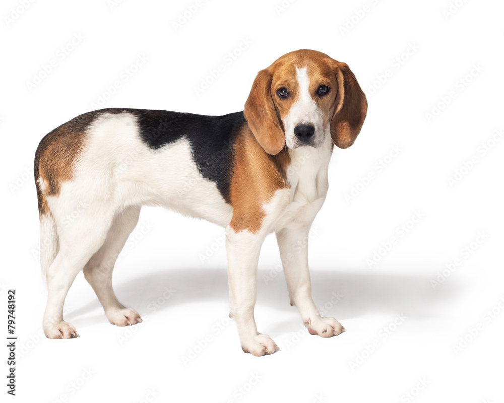 Beagle dog isolated on white background