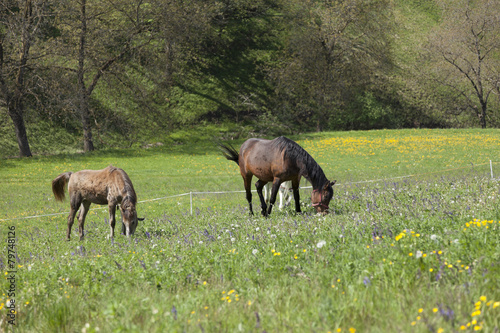 I cavalli di Presule, Trentino